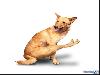 Yoga Dogs for 2010